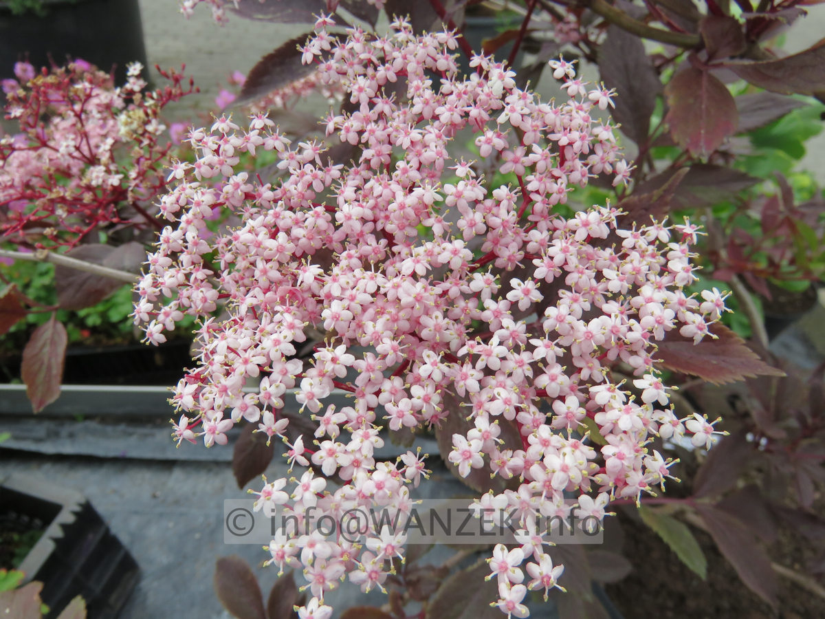 Sambucus nigra Black Beauty 02 Bluete nah.JPG